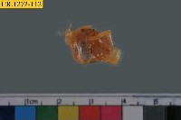 藏品(短指和尚蟹)的圖片